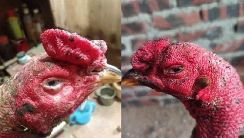 Cách Nuôi Gà Đá Không Bị Hốc Việc chăm sóc sức khỏe định kỳ, bổ sung dinh dưỡng đầy đủ và lựa chọn giống gà khỏe mạnh