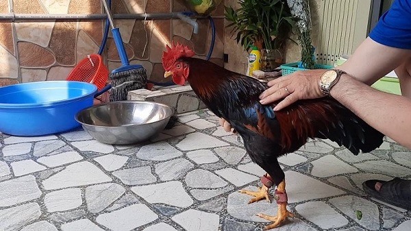 Chọn Giống Gà Đá Cựa Sắt Chất Lượng