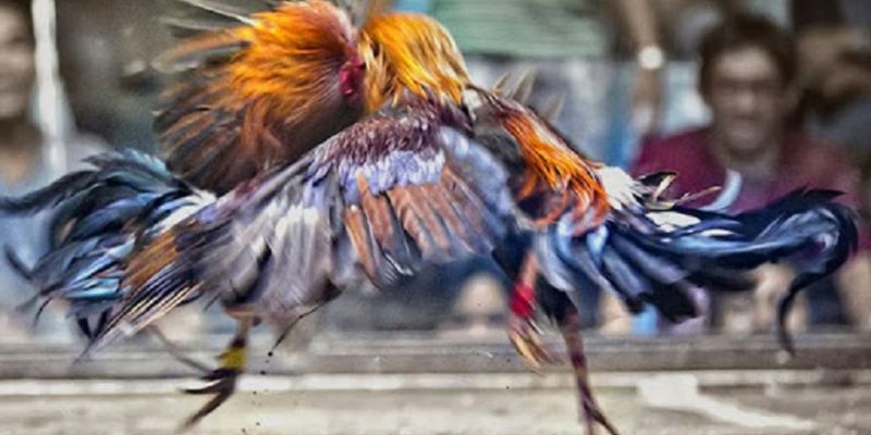 Trang đá gà online uy tín, nạp rút nhanh chóng Trận đấu đá gà trực tuyến kịch tính